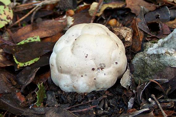 mrežovka červená Clathrus ruber P. Micheli ex Pers.