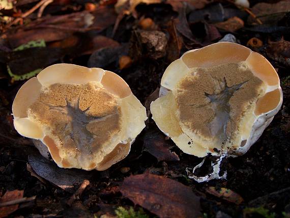 mrežovka červená Clathrus ruber P. Micheli ex Pers.