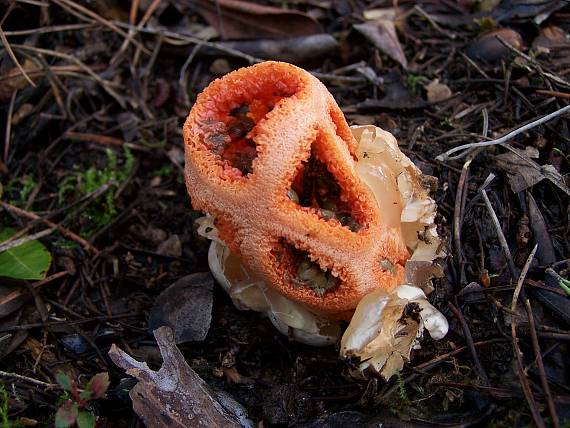 mrežovka červená Clathrus ruber P. Micheli ex Pers.