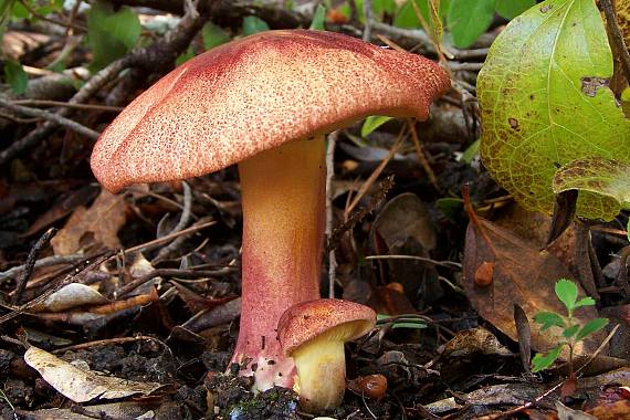 čírovec červenožltý Tricholomopsis rutilans (Schaeff.) Singer