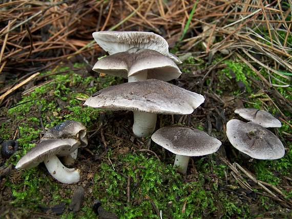 čírovka zemná Tricholoma terreum (Schaeff.) P. Kumm.