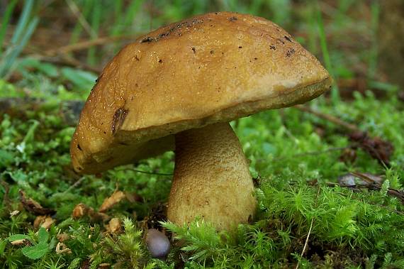 kozák Leccinum lepidum (H. Bouchet ex Essette) Bresinsky & Manfr. Binder