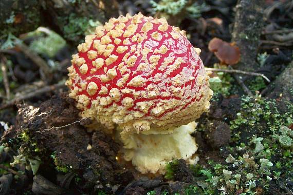 muchotrávka červená Amanita muscaria (L.) Lam.