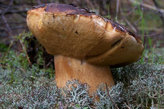 hríb bronzový Boletus aereus Bull. ex Fr.