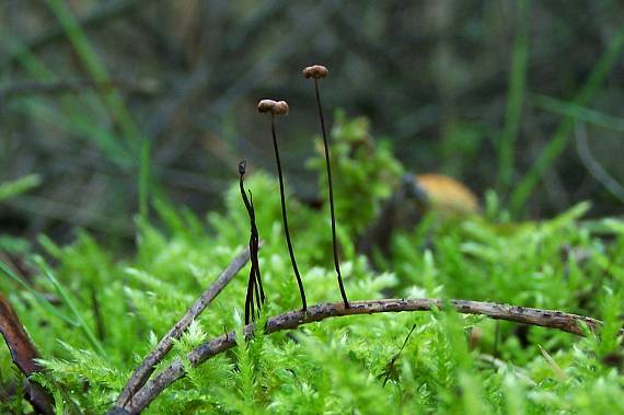 tanečnica Marasmius sp.