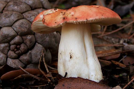 plávka Russula sp.