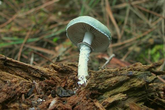 golierovka zelenkastá Stropharia aeruginosa (Curtis) Quél.