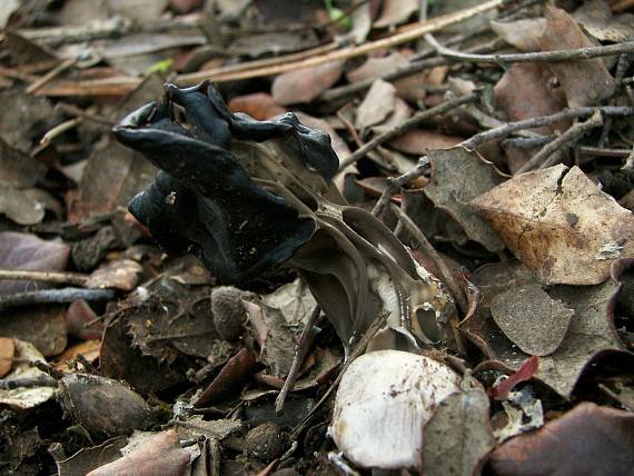 chriapač jamkatý Helvella lacunosa Afzel.