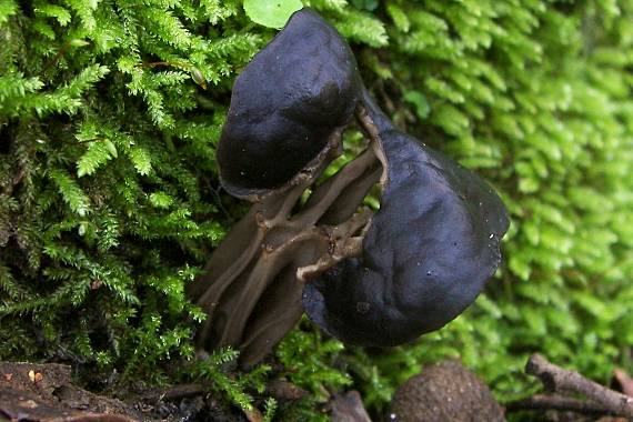 chriapač jamkatý Helvella lacunosa Afzel.