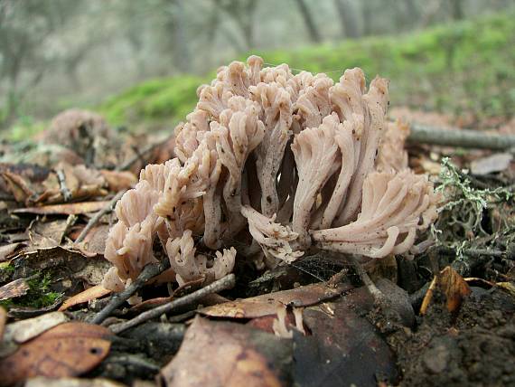 konárovka popolavá Clavulina cinerea (Bull.) J. Schröt.