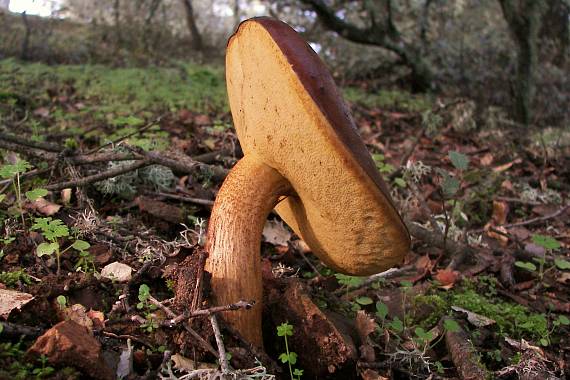 kozák Leccinum lepidum (H. Bouchet ex Essette) Bresinsky & Manfr. Binder