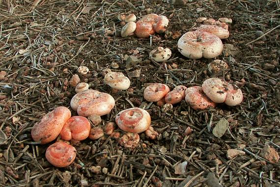 rýdzik pravý Lactarius deliciosus (L.) Gray