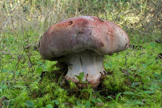 pavučinovec Cortinarius sp.