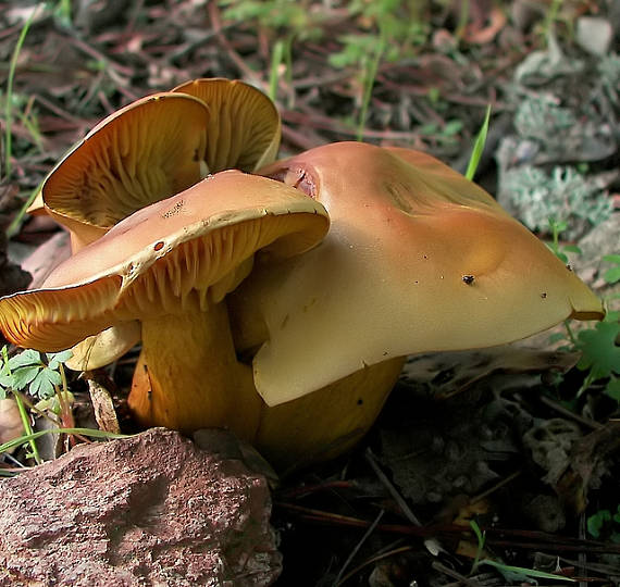 čírovka Tricholoma sp.