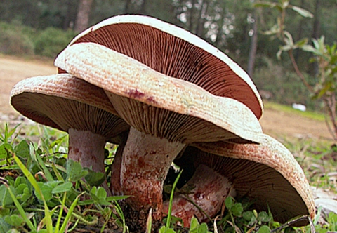 rýdzik krvavý Lactarius sanguifluus (Paulet) Fr.