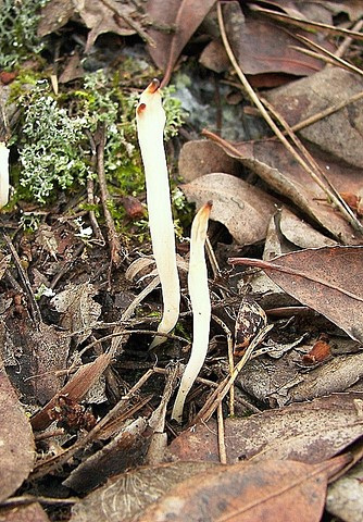 konárovka Clavulina sp.