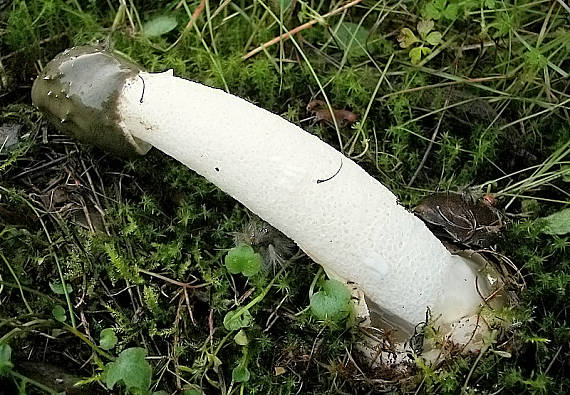 hadovka smradľavá Phallus impudicus L.