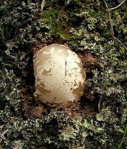 hadovka smradľavá Phallus impudicus L.