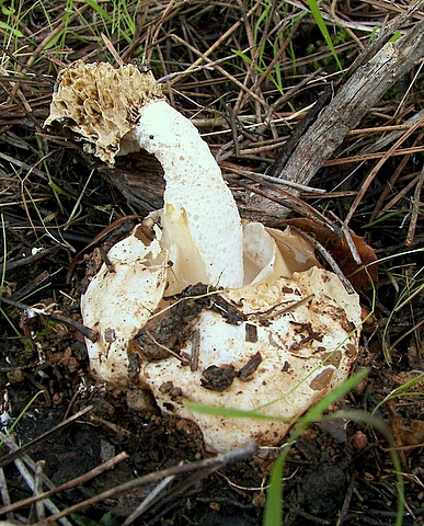 hadovka smradľavá Phallus impudicus L.