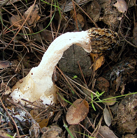 hadovka smradľavá Phallus impudicus L.