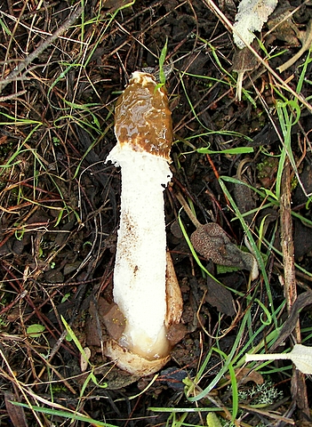 hadovka smradľavá Phallus impudicus L.