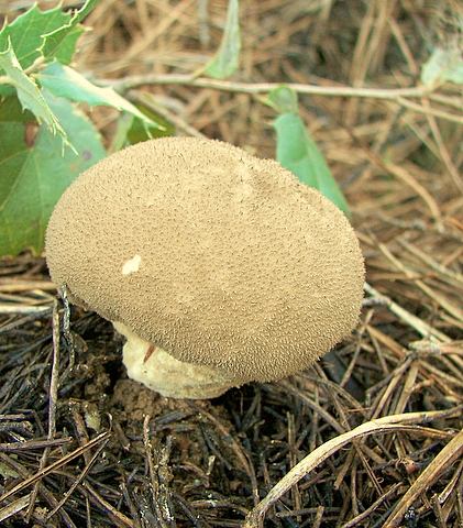 prášnica Lycoperdon sp.