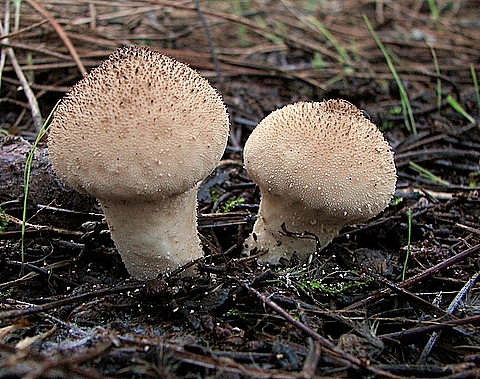 prášnica bradavičnatá Lycoperdon perlatum Pers.