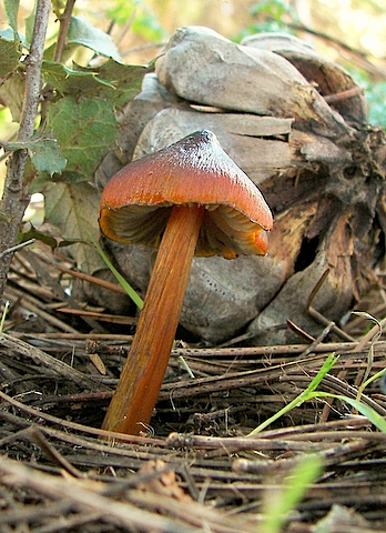 lúčnica kužeľovitá Hygrocybe conica (Schaeff.) P. Kumm.