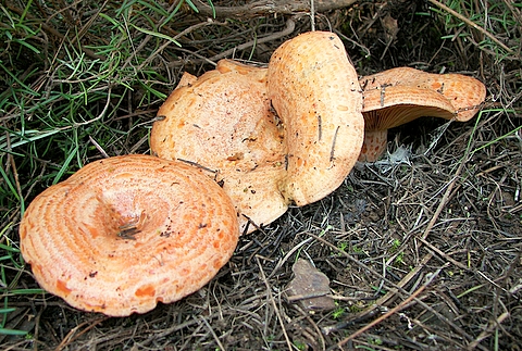 rýdzik pravý Lactarius deliciosus (L.) Gray