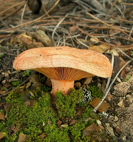 rýdzik pravý Lactarius deliciosus (L.) Gray