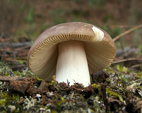 plávka Russula sp.