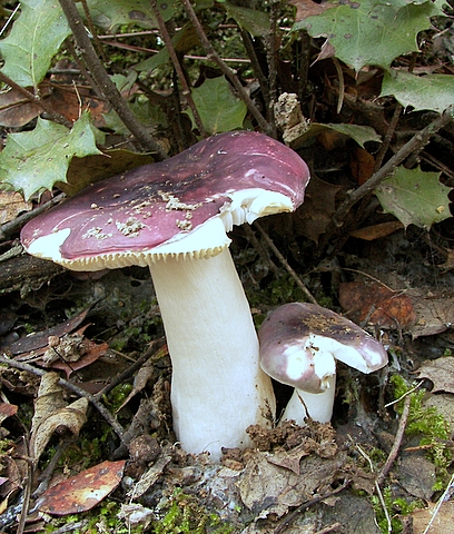 plávka Russula sp.