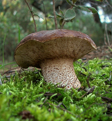 masliak  Suillus bellini