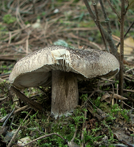 čírovka Tricholoma sp.