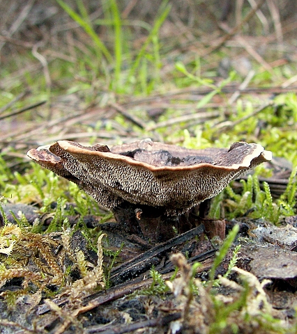 jelenkovka Hydnellum sp.