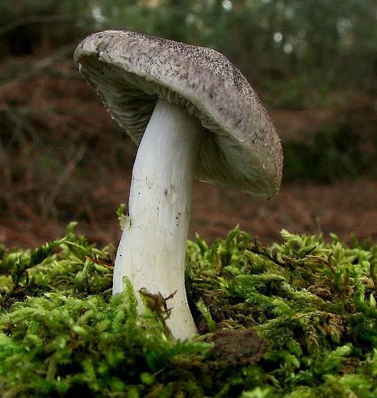 čírovka zemná Tricholoma terreum (Schaeff.) P. Kumm.