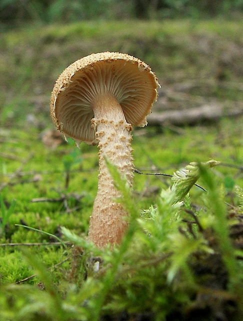 zrnivka okrová Cystoderma amianthinum (Scop.) Fayod