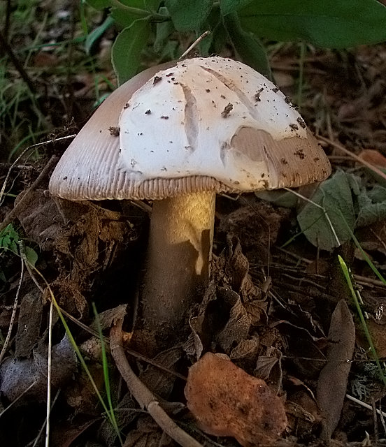 muchotrávka Amanita sp.