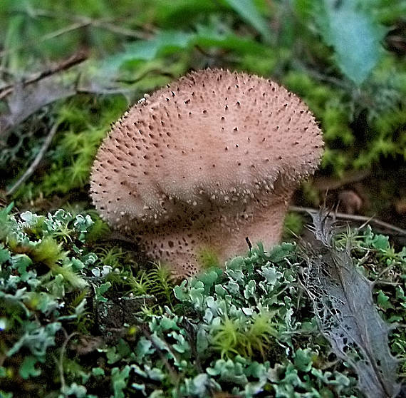 prášnica bradavičnatá Lycoperdon perlatum Pers.