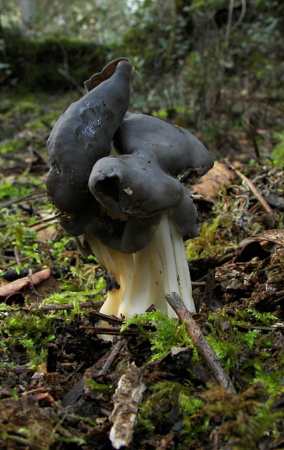 chriapač jamkatý Helvella lacunosa Afzel.