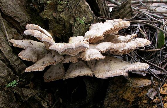 klanolupeňovka obyčajná Schizophyllum commune Fr.