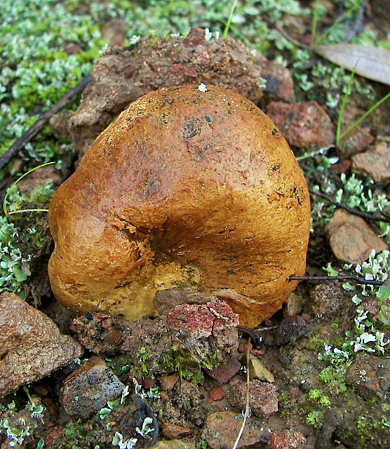 hráškovec obyčajný Pisolithus arhizus (Scop.) Rauschert