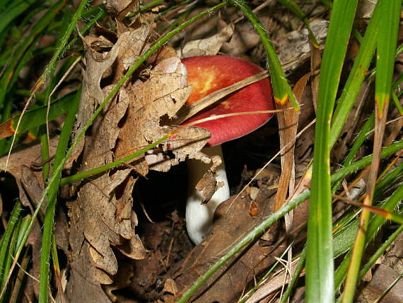 plavka Russula sp.