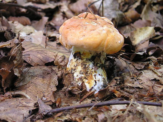 jelenka poprehýbaná Hydnum repandum L.