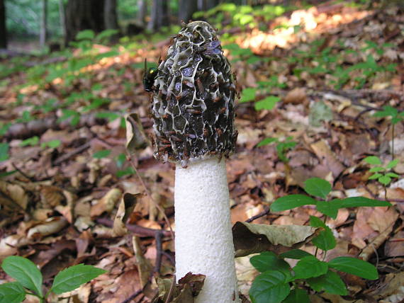 hadovka smradľavá Phallus impudicus L.