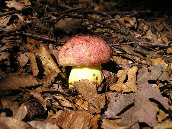 hríb kráľovský Butyriboletus regius (Krombh.) D. Arora & J.L. Frank