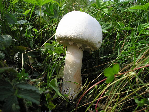 pečiarka hľuznatá Agaricus essettei Bon