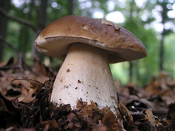 hríb smrekový Boletus edulis Bull.