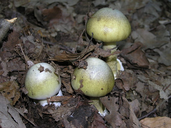 muchotrávka zelená Amanita phalloides (Vaill. ex Fr.) Link