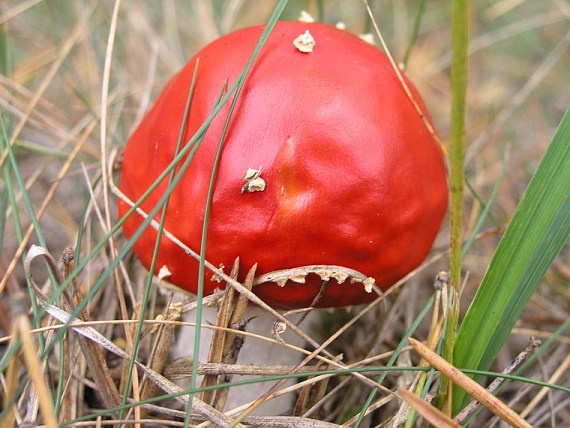 muchotrávka červená Amanita muscaria (L.) Lam.